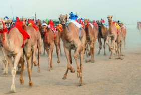ختام ناجح لسباق الهجن بولاية المضيبي بمشاركة أكثر من 500 متسابق بتنظيم من الهجانة السلطانية