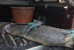 القبض على تمساح أثار الذعر 11 يوماً على شواطئ بوكيت في تايلاند