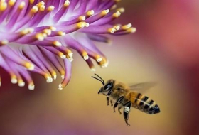 فرنسا تمنع قتل النحل بالسم