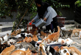 إندونيسية تحول منزلها إلى ملجأ لمئات القطط
