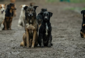 إصابة كلب وثلاث قطط أليفة بكورونا في هولندا