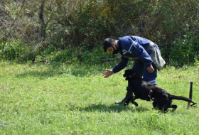   قدمت وزارة الدفاع التركية وزارة حالات الطوارئ كلاب كاسحة ألغام -   فيديو        
