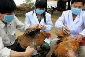 الصين تسجل حالة إصابة بشرية بإنفلونزا الطيور