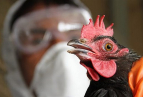 سلبية عينات 9 حالات اشتباه بإنفلونزا الطيور والموسمية في الشرقية