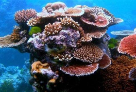 زيادة حموضة المحيطات تهدد الشعاب المرجانية بالتحلل