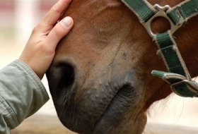 دراسة تكشف طريقة تفاعل الحصان مع الإنسان
