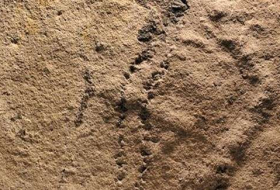 اكتشاف آثار حيوانات تعود الى 541 مليون سنة في الصين