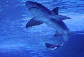 مصر.. ظهور أحد أضخم أسماك القرش في العالم بالبحر الأحمر
