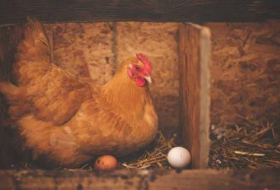 البيضة أولا أم الدجاجة؟.. العلماء يجيبون أخيرا