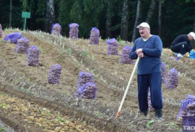 رئيس بيلاروس لوكاشينكو يجمع البطاطس والبطيخ