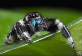 دراسة حديثة تؤكد أن هناك علاج الخوف من العناكب