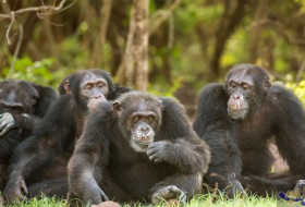 خمس وجهات لزيارة الحيوانات البرية المُهددة بالانقراض
