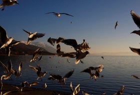 بالفيديو... شبكة الإنترنت السريعة تتسبب بنفوق مئات الطيور في هولندا