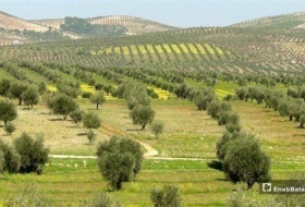 إسبانيا: انتقادات أوروبية لتركيا بسبب سرقة الزيتون السوري