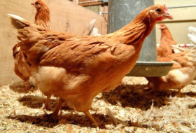 السرطان: دجاج معدل وراثيا يضع بيضا 
