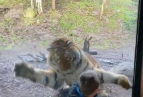 نمر يرعب طفلا بهجوم مباغت.. وفيديو يرصد لحظة الانقضاض