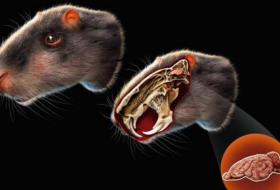 فأر بحجم إنسان.. علماء يدرسون 