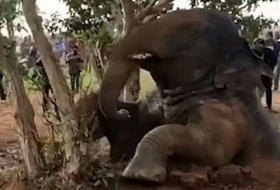 العثور على فيل سومطري نادر نافقاً في إندونيسيا