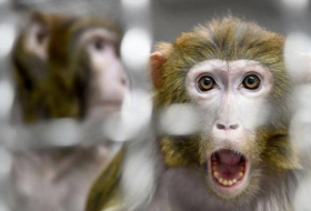هارفارد: دراسة على القرود تكشف الحقيقة بشأن كورونا والمناعة
