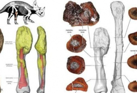 علماء يشخصون إصابة ديناصور بالسرطان