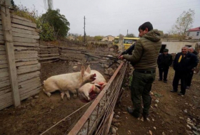 الأرمن يقتلون الحيوانات في لاتشين - صور
