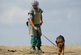  تركيا تقدم كلاب الكشف عن الألغام إلى وزارة حالات الطوارئ 
