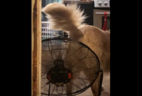 كلب يخفف معاناته بطريقة فريدة بعد تناول طعام حار... فيديو