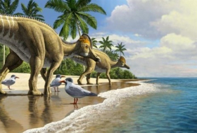 للمرة الأولى.. اكتشاف حفرية لطائر عملاق عاش مع الديناصورات ارتفاعه 1.5 متر