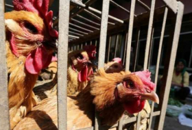 عشرات الوفيات والإصابات بإنفلونزا الطيور في الصين