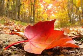 أذربيجان تستقبل فصل الخريف فلكيا يوم 23 سبتمبر